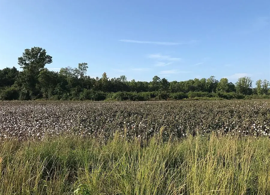 Eastern North Carolina cotton field and rural service area